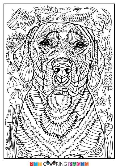 Kleurplaat Hond Labrador